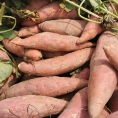 河南开封沙地龙九，西瓜红，303