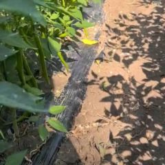 15公顷线椒出售