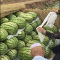 宁夏硒砂瓜