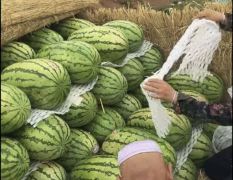 寧夏硒砂瓜