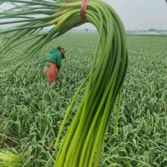 金乡冷库储存蒜苔，供应各地，代发市场