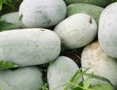 开封通许县水果冬瓜