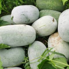 开封通许县水果冬瓜
