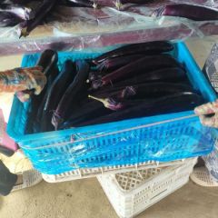 山东泗水长紫茄