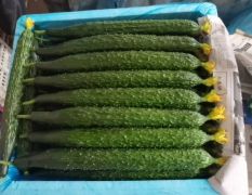 鲜花精品油亮密刺黄瓜