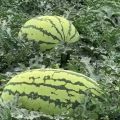 通辽西瓜代办 15540566888 金