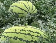 通遼西瓜代辦 15540566888 金