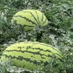 通辽西瓜代办 15540566888 金