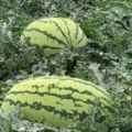 通辽西瓜代办 15540566888 金