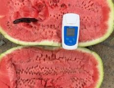 2025誠(chéng)信代辦寧夏硒砂瓜
