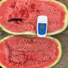 2025诚信代办宁夏硒砂瓜