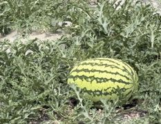 甘肃靖远硒砂瓜