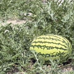 甘肃靖远硒砂瓜