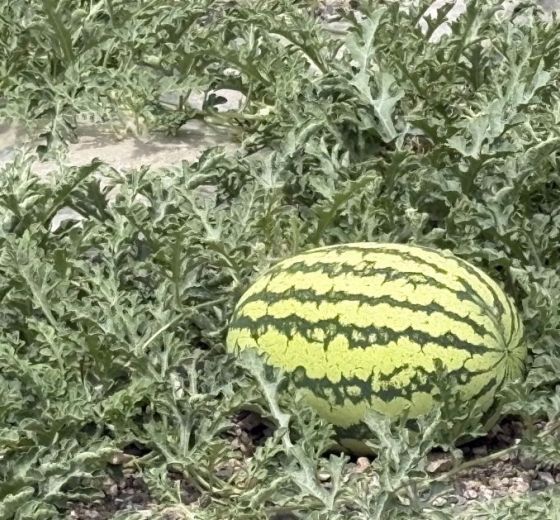 硒砂瓜价格