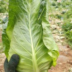 云南昭阳牛心甘蓝基地