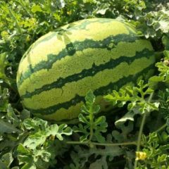 内蒙沙地金成5号