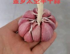 大量供应金乡大蒜