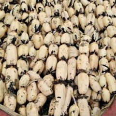 河北省邯郸市白莲藕大量供应中