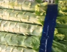 河北省邯郸市莴笋大量供应中