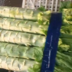 河北省邯郸市莴笋大量供应中