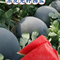 头茬好货黑皮无籽 糖度高 质优价廉