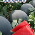 头茬好货黑皮无籽 糖度高 质优价廉