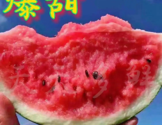 頭茬麒麟瓜 8424 糖度高質(zhì)量三包產(chǎn)地