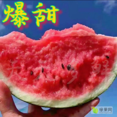 头茬麒麟瓜 8424 糖度高质量三包产地