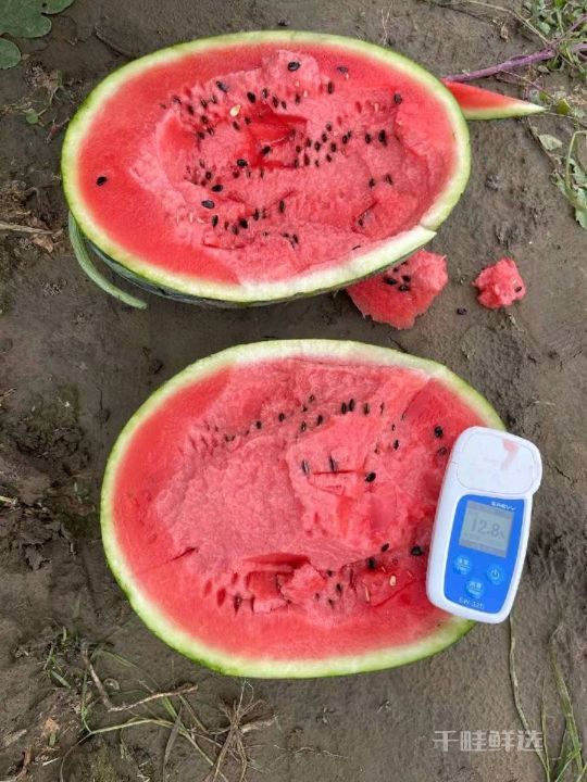 甜王系列价格