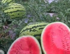 甘肅石頭瓜大量上市中