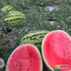 甘肃石头瓜大量上市中