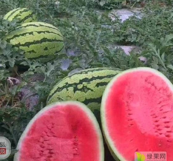 硒砂瓜价格