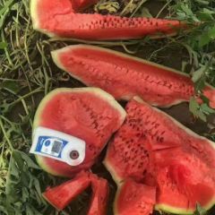 内蒙通辽西瓜代办大龙13847553009