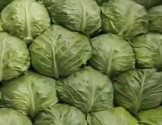 河北蔚县代收大白菜，甘蓝