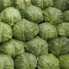 河北蔚县代收大白菜，甘蓝