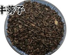 甘肃庆阳宁县 中药材牛子（牛蒡子）大面积丰收