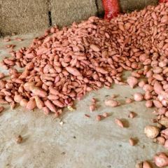 湖北宜城龙九大量供应