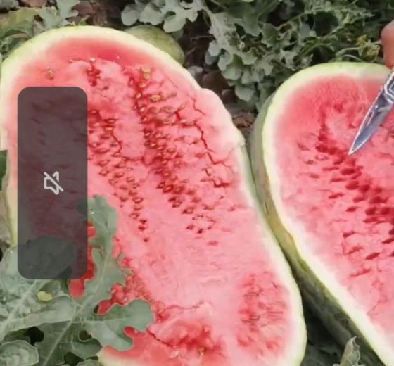 硒砂瓜金华一号价格