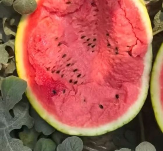 甜王系列价格