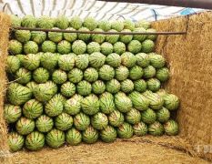 正宗寧夏中衛(wèi)香山硒砂瓜 硒砂瓜認準香山