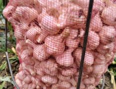 大量收购脱水蒜
