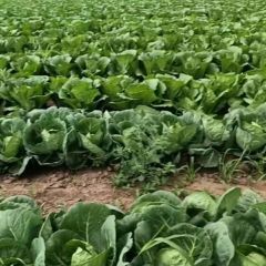 张北甘蓝 无公害蔬菜，就来坝上绿品