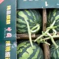 8424美都无籽