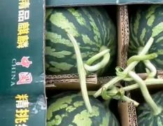 8424美都無籽