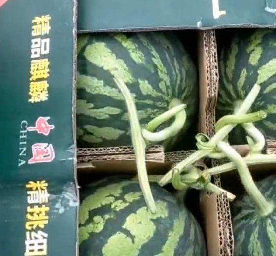 8424西瓜价格