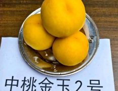蒙阴蜜桃黄桃黄金蟠桃油桃成熟供应