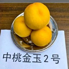 蒙阴蜜桃黄桃黄金蟠桃油桃成熟供应