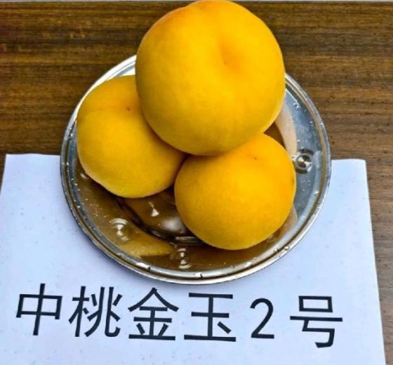 2025年山东蒙阴蒙阴黄桃价格