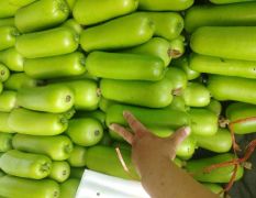 精品瓠子瓜大量上市供应中