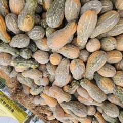 基地南瓜逐步上市了